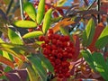 Berries of mountain ash on the bush. Tundra Royalty Free Stock Photo