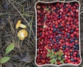 Berries and mushrooms