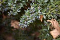 Myrtus communis blue berries