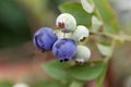 Berries of a northern highbush blueberry Vaccinium corymbosum