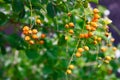 Berries Orange Branches Hanged Nature Green Blurred Background