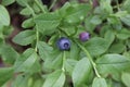 Blueberries on a bush Royalty Free Stock Photo
