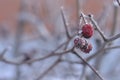 Berries and other plants under the snow.