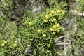 Berries of Phoenicean juniper or Arar Royalty Free Stock Photo