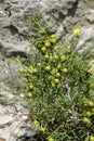 Berries of Phoenicean juniper or Arar Royalty Free Stock Photo