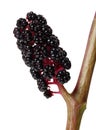 Berries of Phytolacca