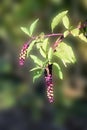 Berries plant