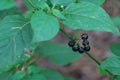 Berries plant nightshade black growth in forest close up.