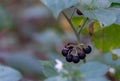 Berries plant nightshade black growth in forest close up. Solanum nigrum.