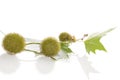 Berries of Platanus X Hispanica