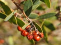 Berries of the Pringle Manzanita Desert Plant Royalty Free Stock Photo