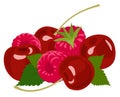 Berries. Raspberry and cherry on white. Vector illustration