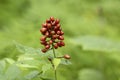 Berries of red baneberry, Actaea erythrocarpa