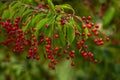 berries red bird-cherry tree Branch of a ripe green leaf bitter black fruit Prunus serotina hagberry, Mayday tree blurry green Royalty Free Stock Photo