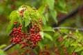 berries red bird-cherry tree Branch of a ripe green leaf bitter black fruit Prunus serotina hagberry, Mayday tree blurry green Royalty Free Stock Photo