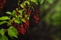 berries red bird-cherry tree Branch of a ripe green leaf bitter black fruit Prunus serotina hagberry, Mayday tree blurry green Royalty Free Stock Photo