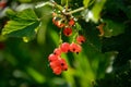 Berries of red currant on a branch of a bush