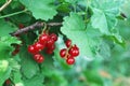 Berries of red currant on a branch. Homegrown berries close-up