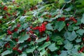 Berries of a red currant on the branches of a bush