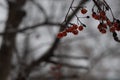 Berries of red, frozen mountain ash, hanging on the branches of a tree. Royalty Free Stock Photo