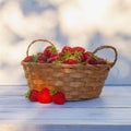 Berries of red garden strawberries in a wicker basket are collected from the garden in summer Royalty Free Stock Photo