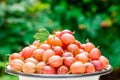 Berries of a red gooseberry on blurred green background Royalty Free Stock Photo