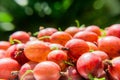 Berries of a red gooseberry on blurred green background Royalty Free Stock Photo