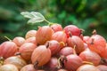 Berries of a red gooseberry on blurred green background Royalty Free Stock Photo