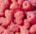 Berries of red large-fruited raspberries close-up