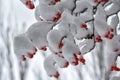 Berries of red mountain ash on branches covered with snow Royalty Free Stock Photo