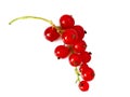 Berries of red viburnum isolated