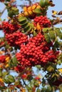 Berries of red wild ash