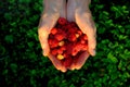 Berries of red and yellow raspberries in female palms on a background of summer greenery. Royalty Free Stock Photo