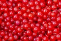 Berries redcurrant close-up, background wallpaper banner. Red ripe currant berries, farm fruits and berries harvest. Raw materials Royalty Free Stock Photo