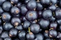 Berries of ripe black currant as a background Royalty Free Stock Photo