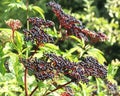 Berries ripe on the black grassy elder (Sambucus ebulus Royalty Free Stock Photo
