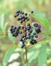 Berries ripe on the black grassy elder (Sambucus ebulus Royalty Free Stock Photo