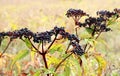 Berries ripe on the black grassy elder (Sambucus ebulus Royalty Free Stock Photo