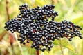 Berries ripe on the black grassy elder (Sambucus ebulus Royalty Free Stock Photo