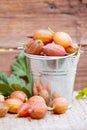 Berries of ripe gooseberry on a wooden table. Vertical image, concept of harvesting berries Royalty Free Stock Photo