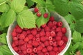 Berries ripe red raspberries in a bucket and green leaves closeup. Raspberry harvest