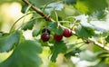 Berries of ripe, sweet and savoury gooseberries sour on branches in the garden