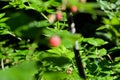 Berries of ripe wild raspberries in the garden on a background of green leaves. Selective focus horizontal photo Royalty Free Stock Photo