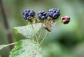 Berries ripen on a branch of common blackberry (Rubus caesius