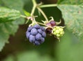 Berries ripen on a branch of common blackberry (Rubus caesius