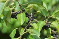 Berries ripen on the Rhamnus cathartica bush