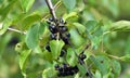 Berries ripen on the Rhamnus cathartica bush