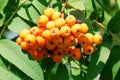 Berries of rowan