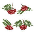 Berries rowan set. Vector