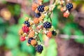 Berries Rubus Fruticosus